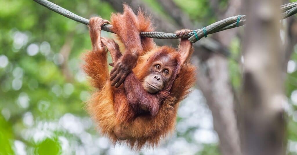 young orangutan hanging in tree