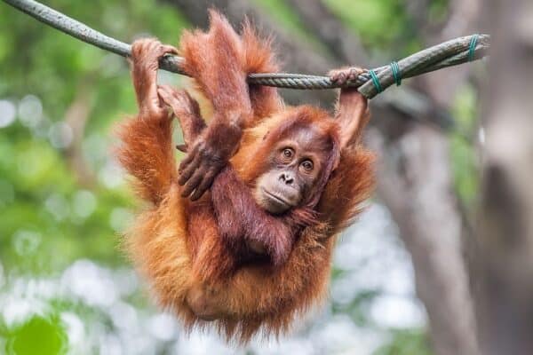 Three orange-colored primate species make us this lovely orange animal.