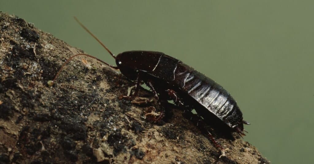 Black Cockroach - Oriental Cockroach 