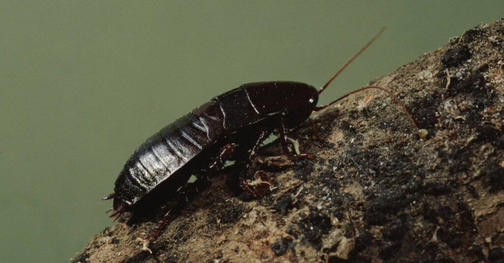 An Oriental cockroach, showing its dark-brown coloring and hardiness, which can make it difficult to eliminate once established. 