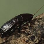 Oriental cockroach