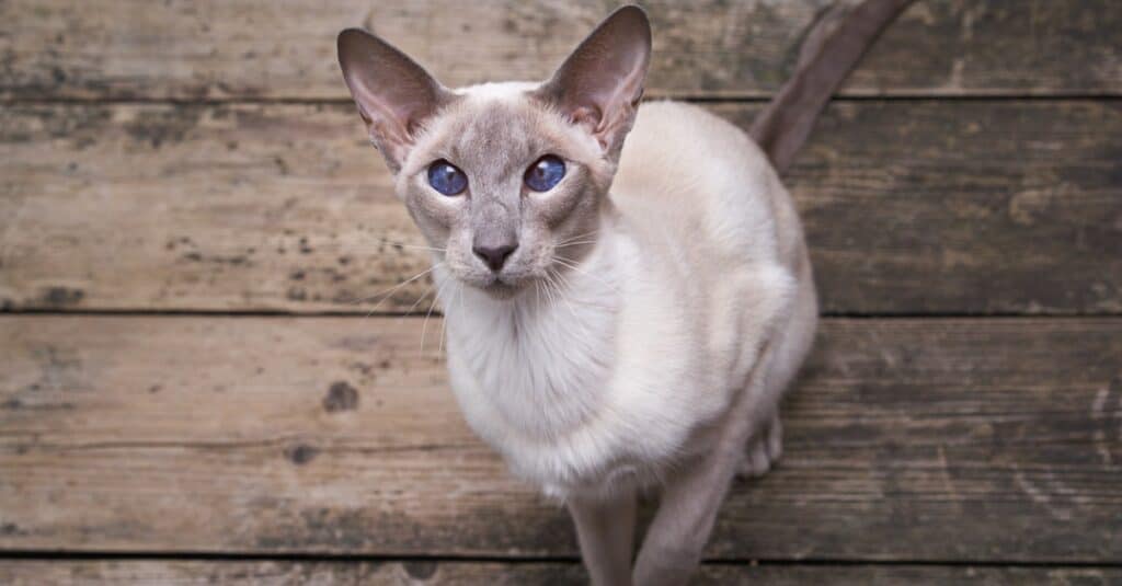 oriental shorthair with wood panel background