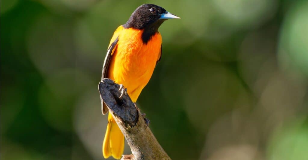 oriole perched at end of stick