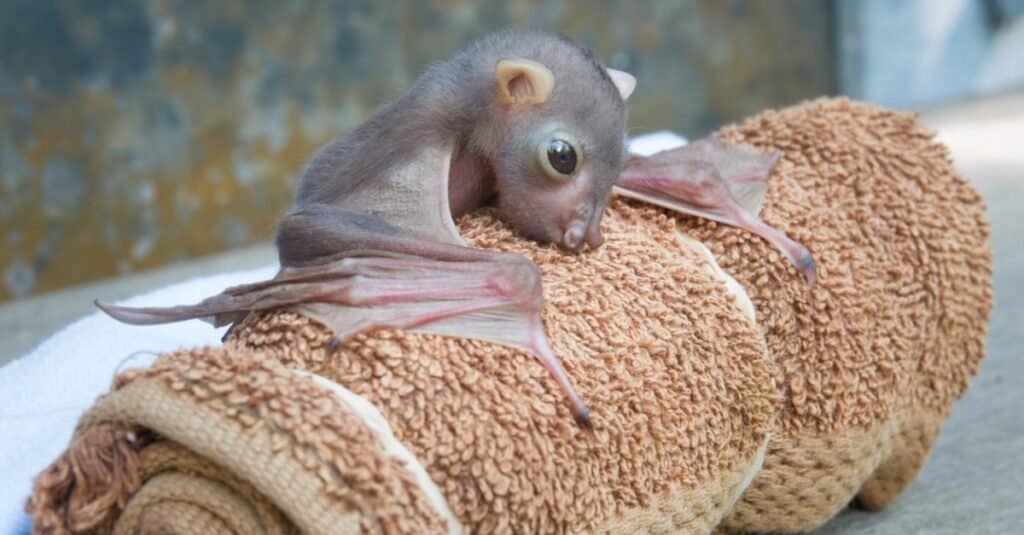 Baby Bat With Mother