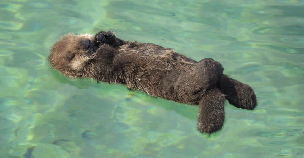 river otter vs sea otter