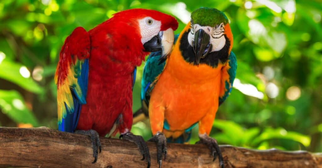 macaw lifespan