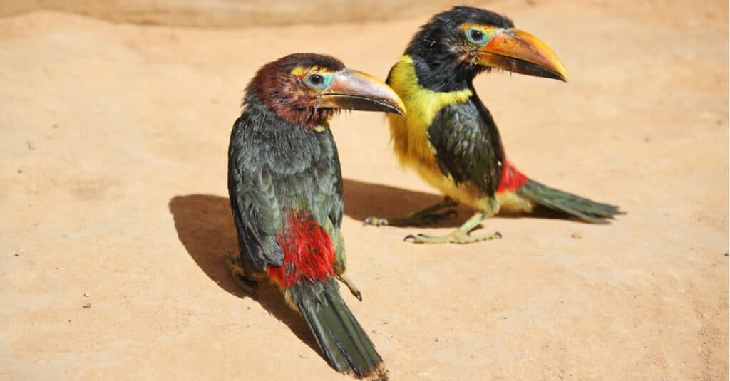 baby toucan chicks