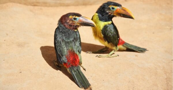 Toucan Vs Parrot: What Are The Differences? - A-Z Animals