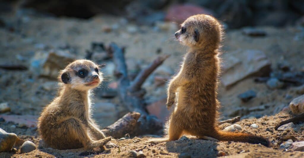 What Do Meerkats Eat?