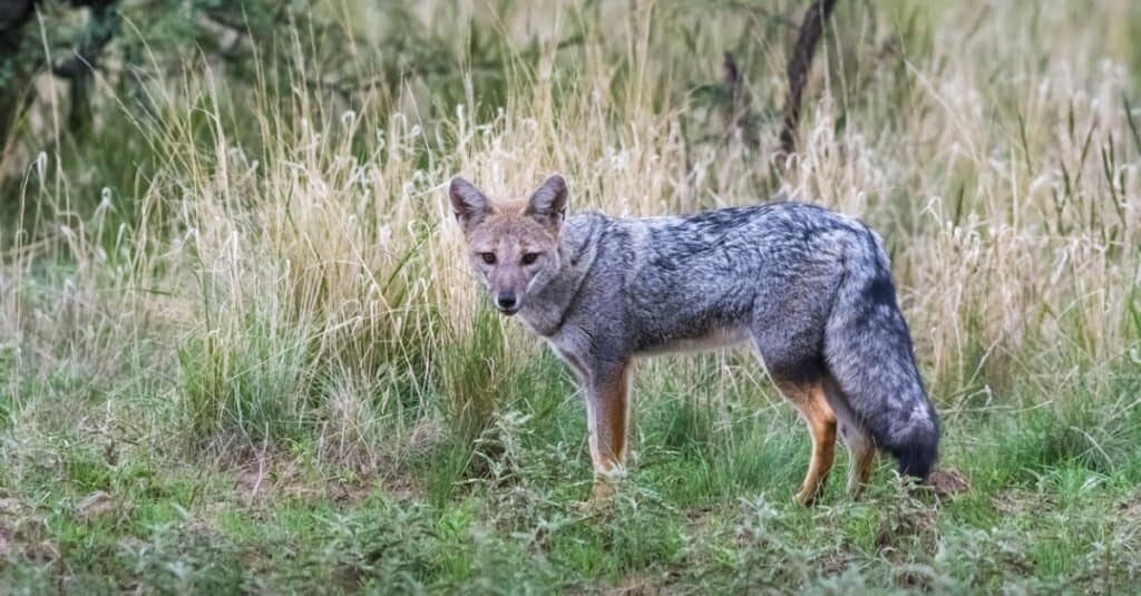 pampas fox