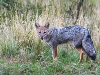 A What Does the Newly Discovered Dog-Fox Hybrid Mean?