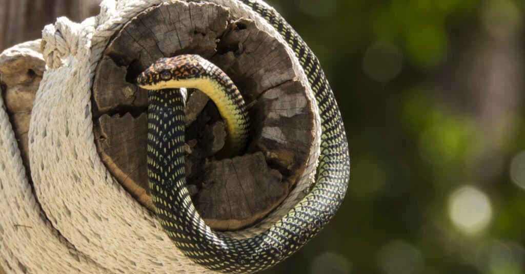 paradise flying snake wrapped around tree trunk