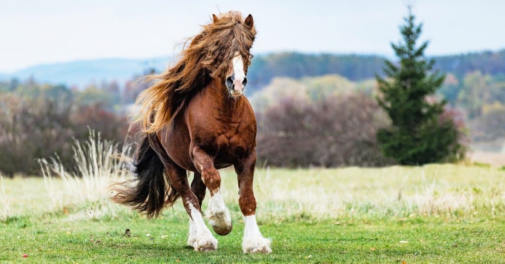 percheron running in open field