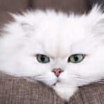 The Persian is a popular exotic cat breed that costs around $5,000.