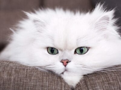 A Persian Quiz: What’s Your Cat Breed Knowledge?