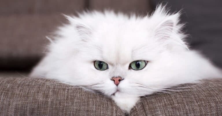 persian cat with face smooshed on couch