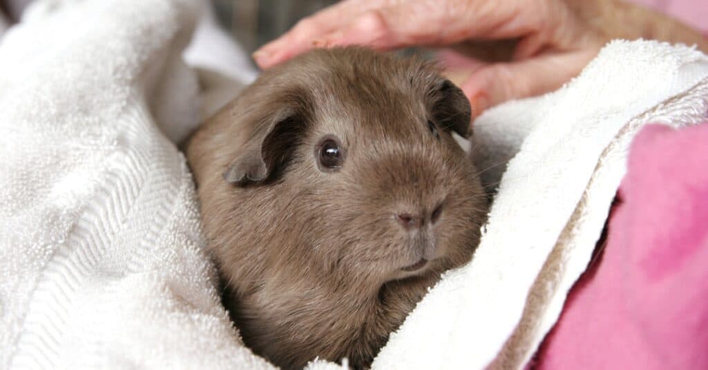 pet Guinea pig wrapped in towel being pet on the head