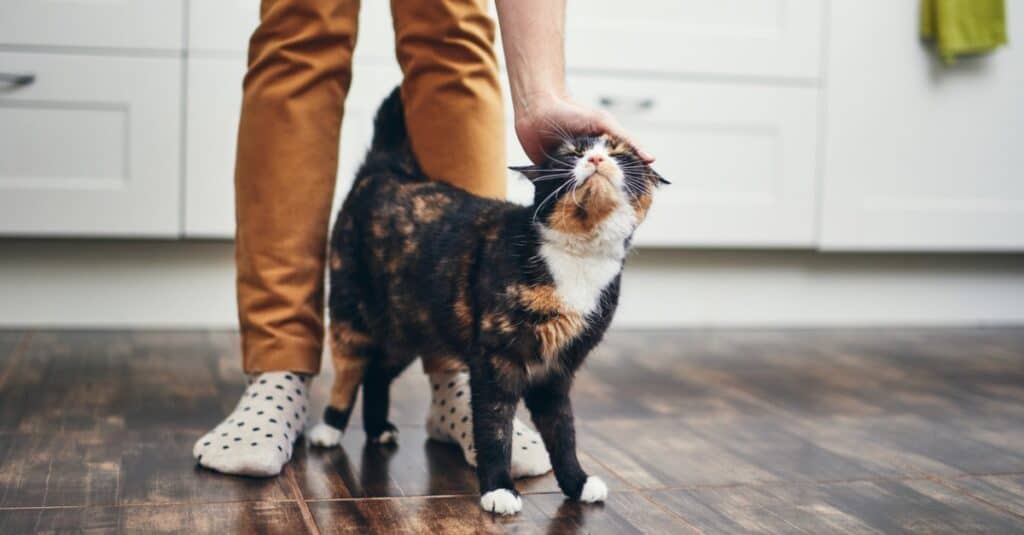 pet cat walking between humans legs