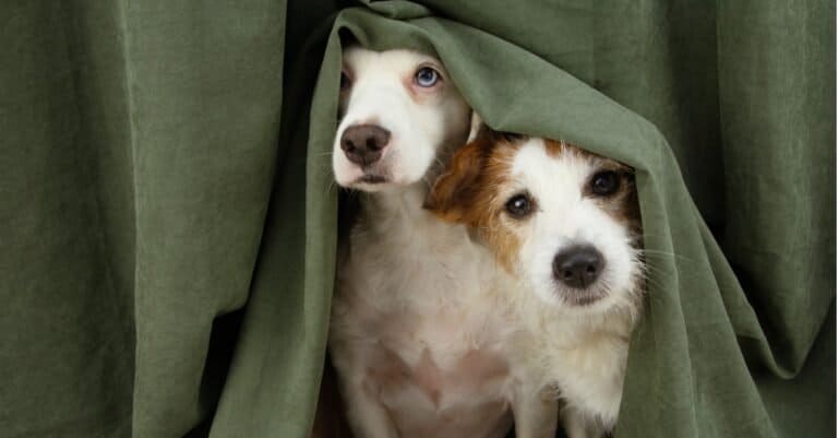 pet dogs hiding in the curtain