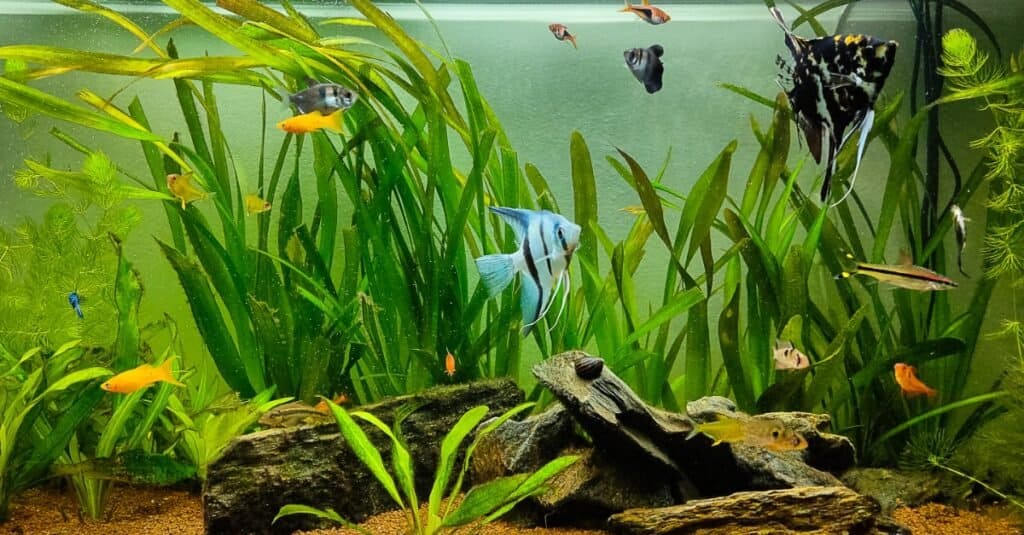 pet fish swimming in aquarium