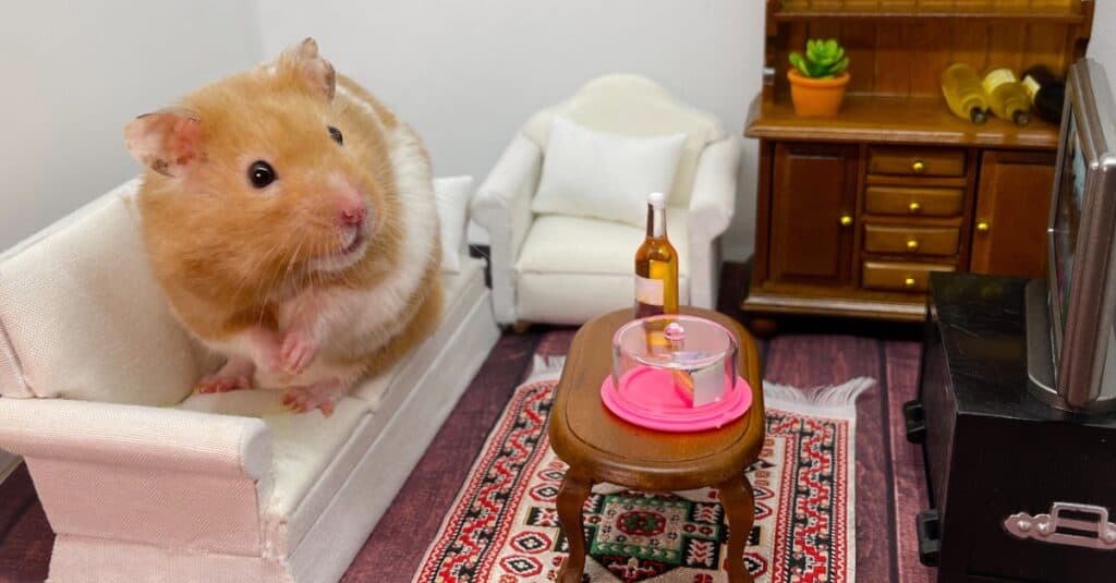 pet hamster in hamster size living room
