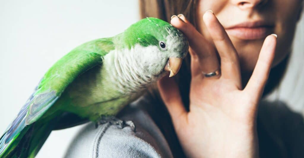 pet parakeet on human shoulder