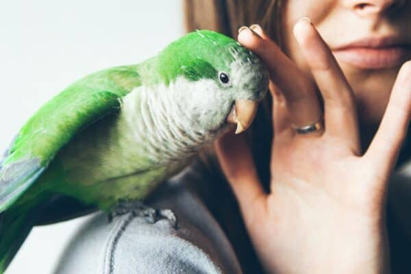 The love language of the parakeet is regurgitation.