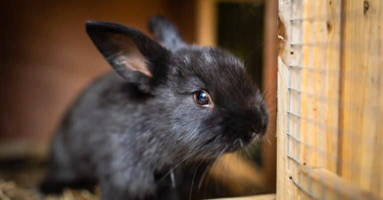 black pet rabbit in wooden cage