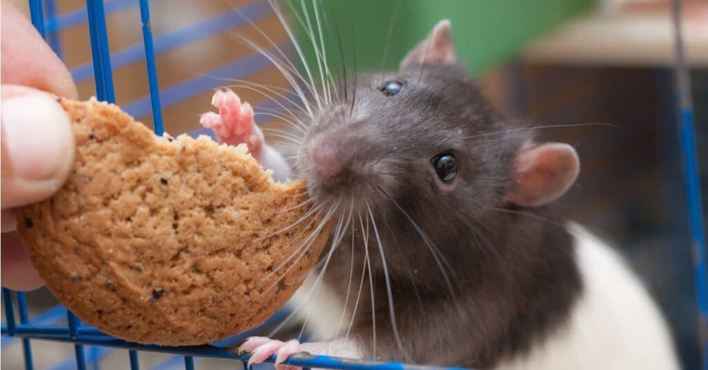 chuột cưng trong lồng ăn bánh quy