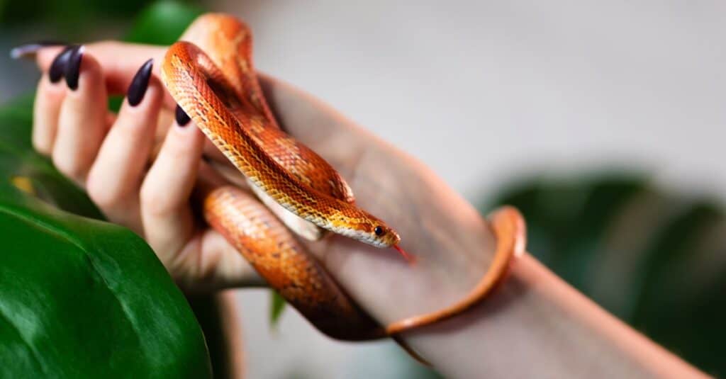 Snake Names: 20+ Incredible Names For Your Pet Snake