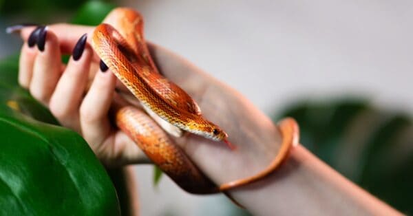 Snake Lifespan: How Long Do Snakes Live? - A-Z Animals