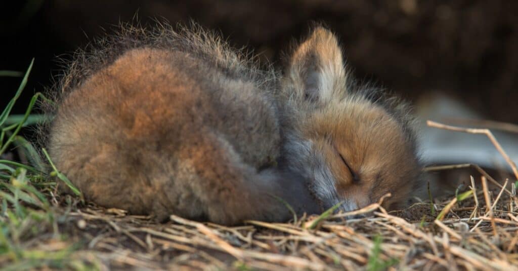 Baby fox - sleeping fox