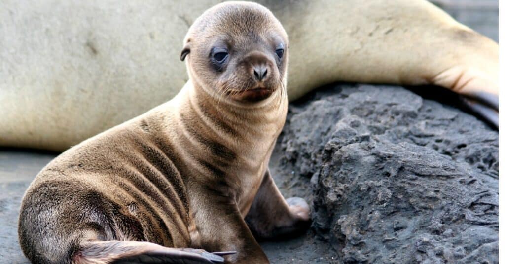 seal-pup-closeup