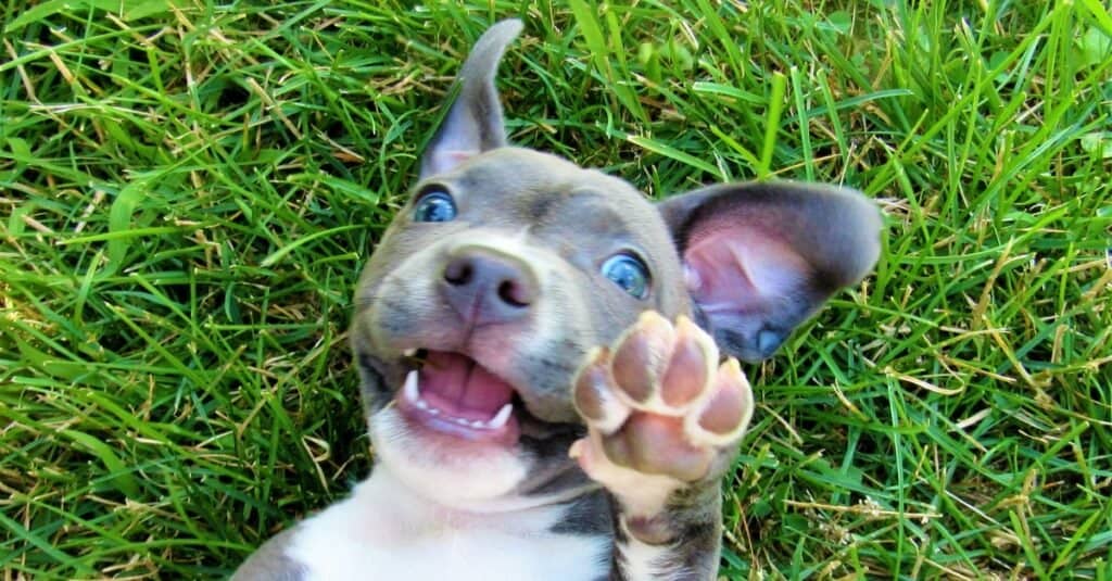 pit bull laying in grass with paw up