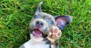 Dog Paws: Everything You Wanted to Know About Your Dog’s Foot Picture