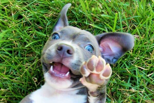 pit bull laying in grass with paw up