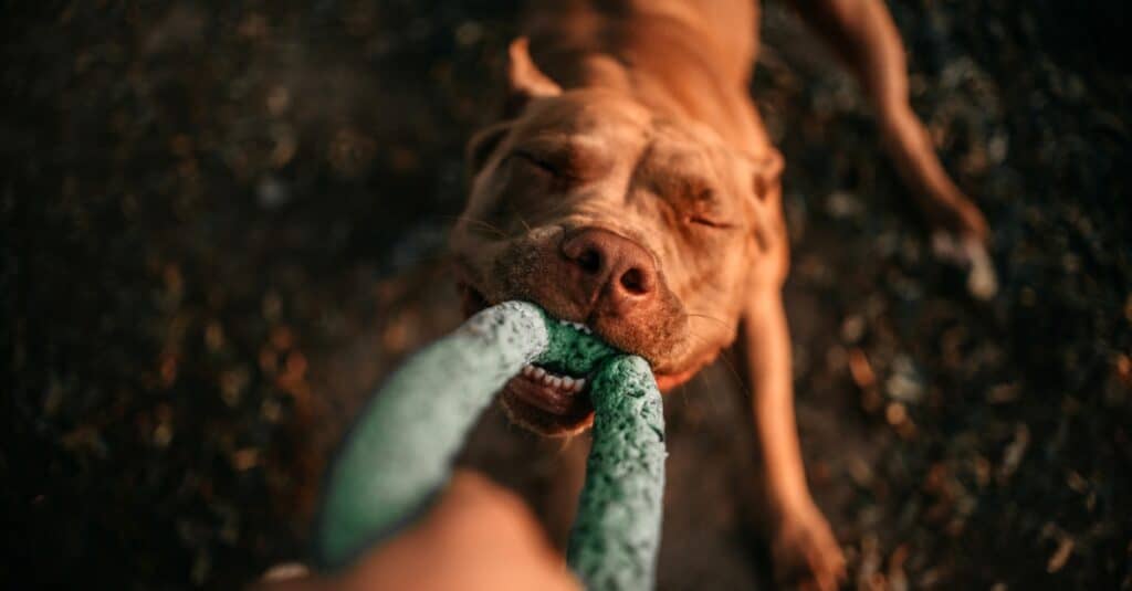 pit bull playing tug