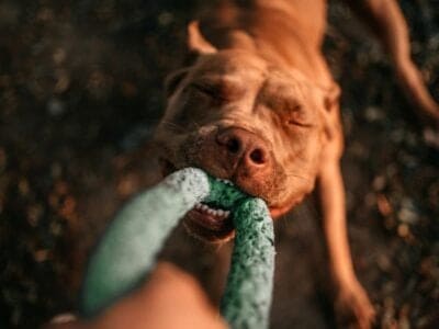 A Why Does My Dog Like to Play Tug? 6 Reasons Why They Do It