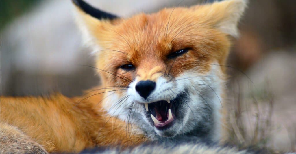 fox tooth - a fox