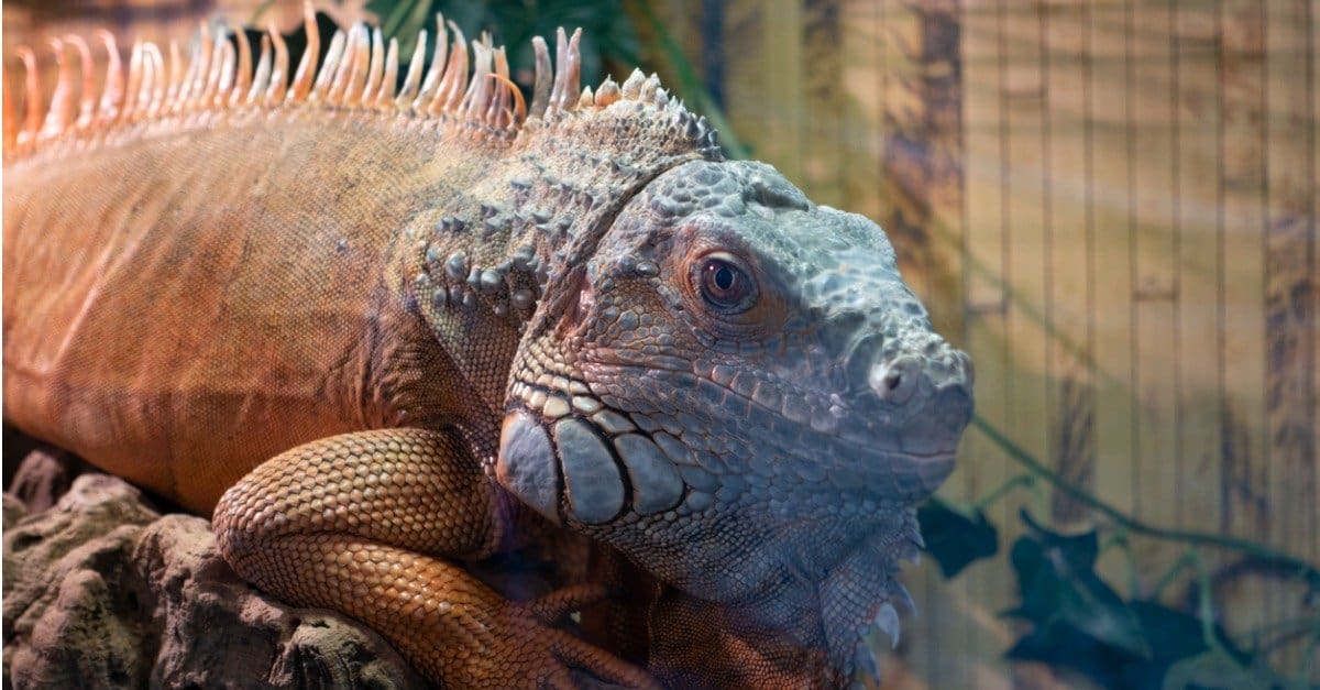 Portrait Of A Green Iguana Lizard Also Known As The American Iguana Picture Id1357131922 