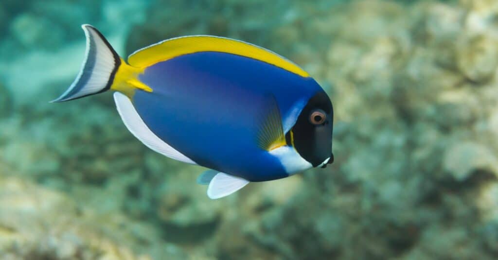 powder blue surgeonfish in water