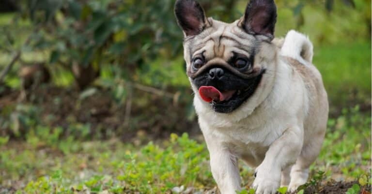 pug running with tongue out