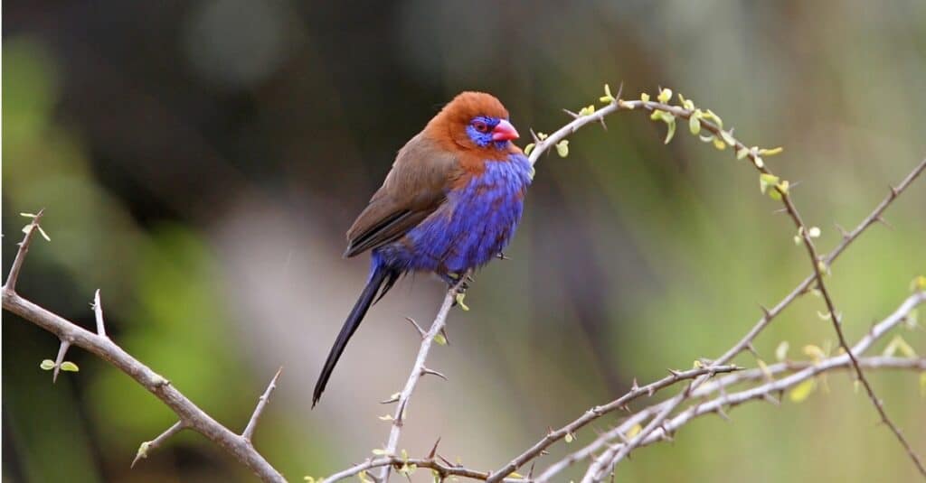 purple grenadier perched on thin branch