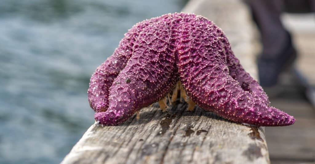 purple starfish on deck by ocean