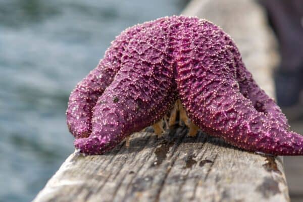The violet color of the purple starfish is used to warn predators to stay away.