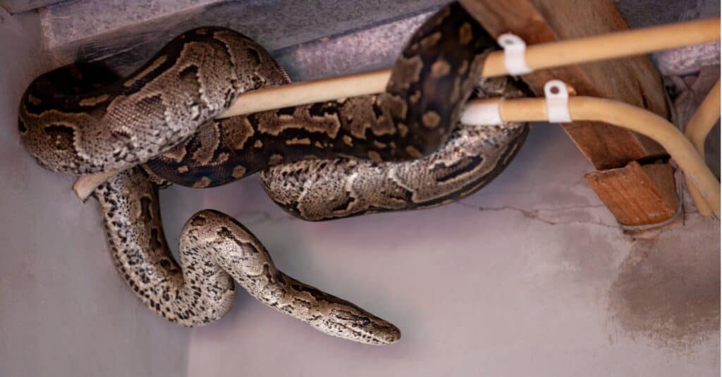 python in corner of home
