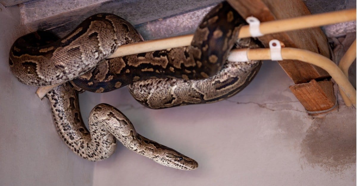4 Pythons Wrapped Around His Body, 171 lb Powerlifter Leaves his