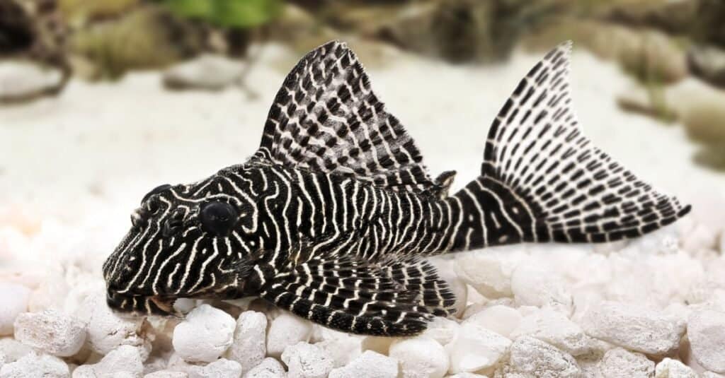 queen arabesque on aquarium floor