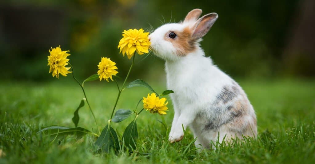 rabbit smelling yellow flowers
