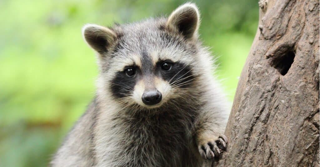 raccoon in tree